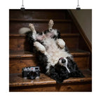 Border Collie Stairway Photo Poster — Playful Dog Wall Art