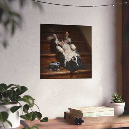 Border Collie Stairway Photo Poster — Playful Dog Wall Art