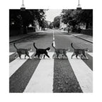 Cat Crossing Abbey Road — Black & White Matte Vertical Poster