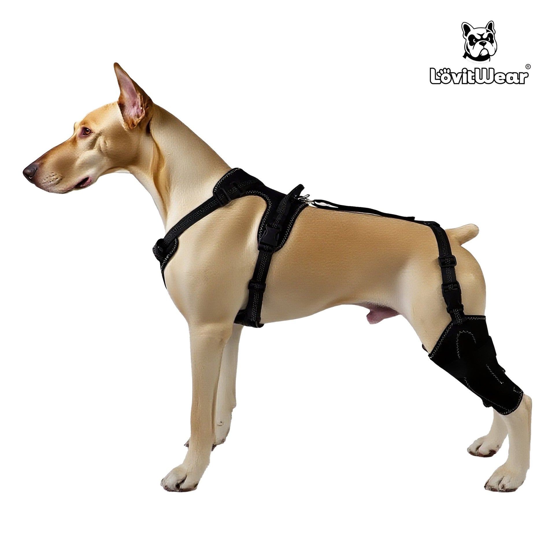 Protección para patas de perro 